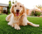 Good Quality Artificial Grass with Drainage Holes